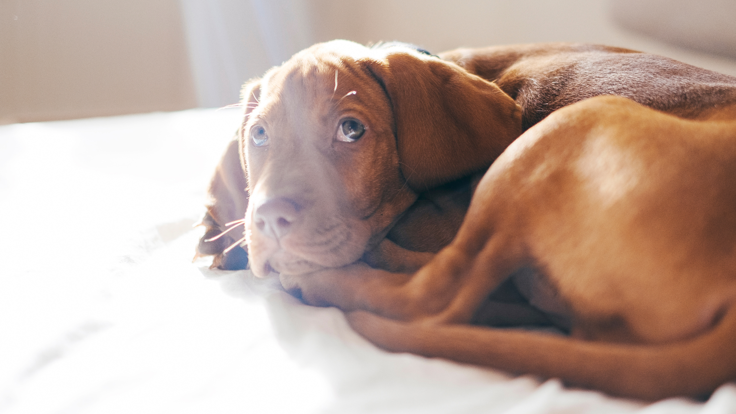 Lahmheit beim Hund - Verletzt, Gezerrt, Verstaucht? - Vetepedia