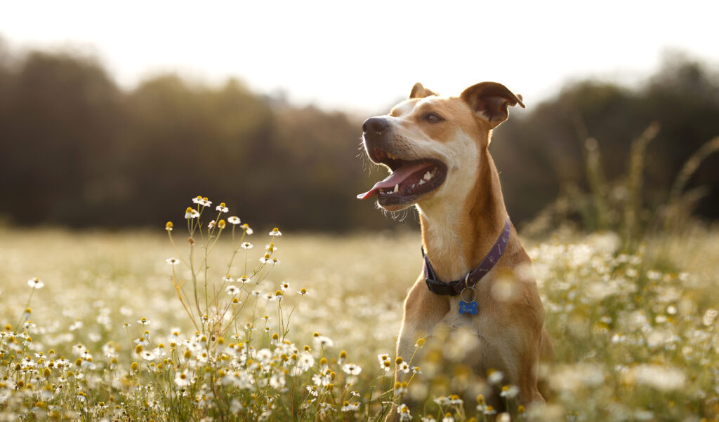Happy dog in the fields