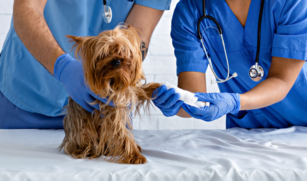 Closeup of vet doc with nurse bandaging dog's paw at animal clinic