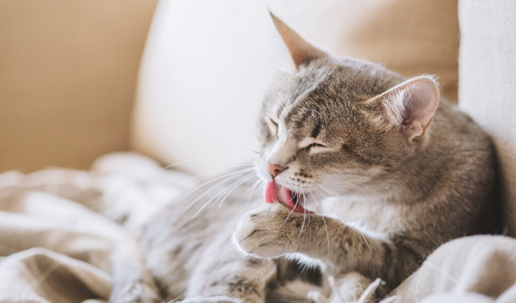 A domestic tabby gray cat sits on the couch and washes. Cat hygiene. Selective focus. The cat in the home interior. Image for veterinary clinics, sites about cats