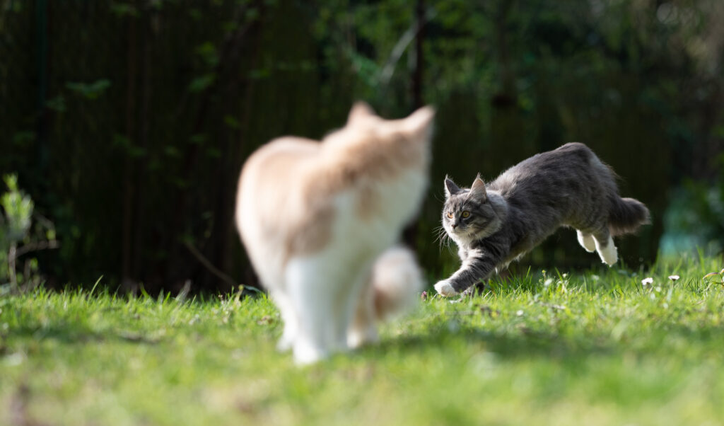 two cats in garden