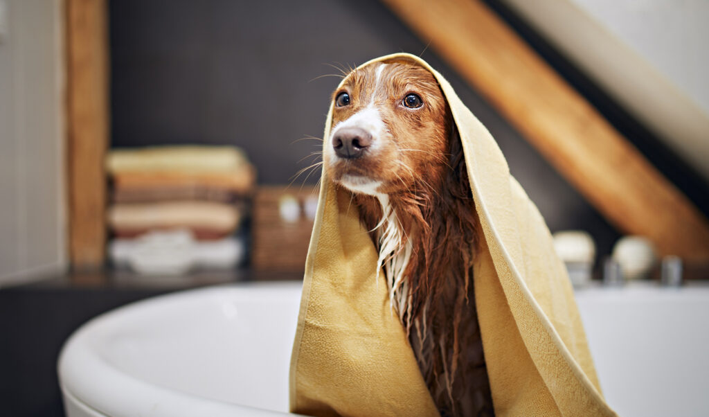 Wet dog after shower wrapped in towel