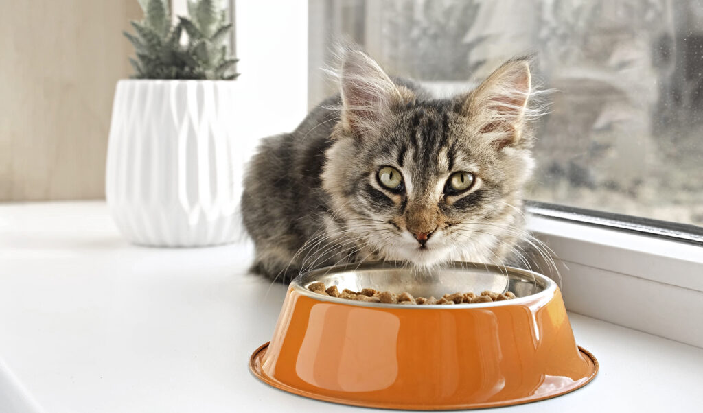 Cat sits on the Windowsill and eats Dry Food. Tabby Kitten eating from orange Bowl. Close up. Little cat eating at home.