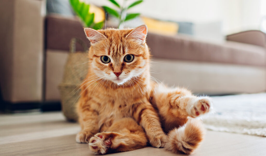 Ginger cat sitting on floor in living room and looking at camera. Funny pet pose
