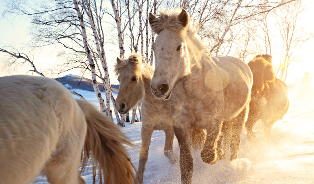 Herd of Horses Running in the Snow