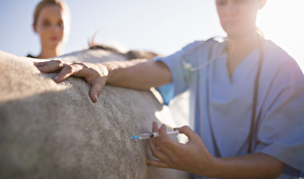 Woman looking at vet injecting horse in barn during sunny day